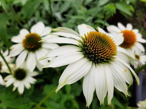 Echinacea purpurea 'Powwow White'