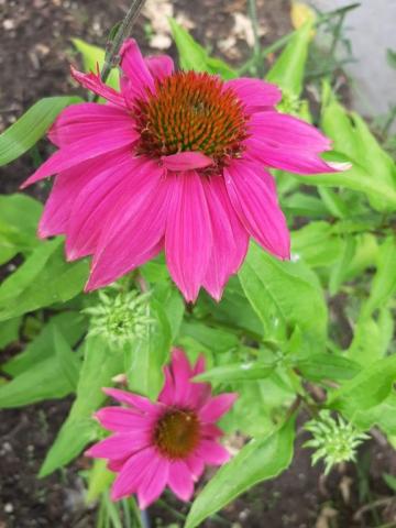 Echinacea purpurea 'Powwow Wildberry'