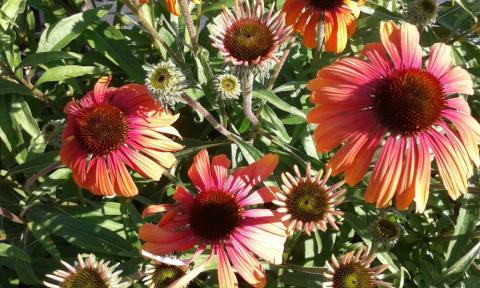 Echinacea purpurea 'Rainbow Marcella' ®