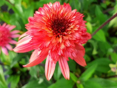 Echinacea purpurea 'Raspberry Truffle'