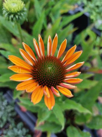 Echinacea purpurea 'Royal Sensation' ®
