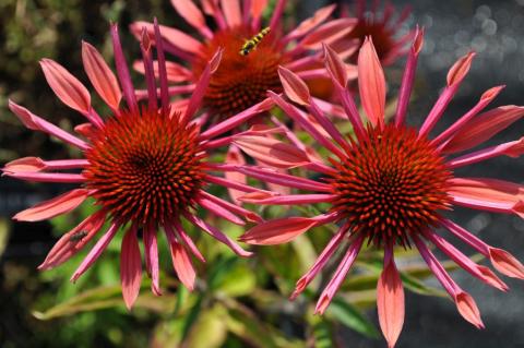Echinacea purp. 'Sunset' ®