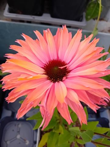 Echinacea purpurea 'Sunseekers Red'