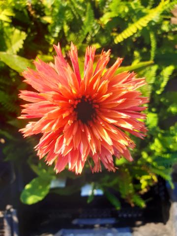 Echinacea purpurea 'Sunseekers Salmon'