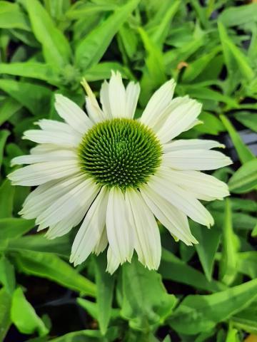 Echinacea purpurea 'Sunseekers White Perfection'
