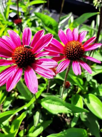 Echinacea purpurea 'Stiletto' (PBR)