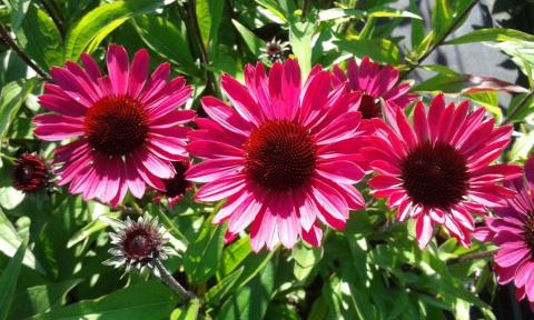 Echinacea purpurea 'Summer Cloud' (PBR)