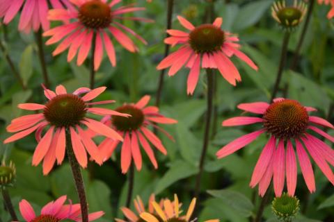 Echinacea purpurea 'Summer Cocktail' (PBR)