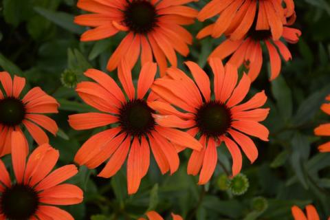 Echinacea purpurea 'Tangerine Dream' (PBR)