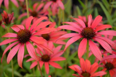 Echinacea purpurea 'Tomato Soup' (PBR)