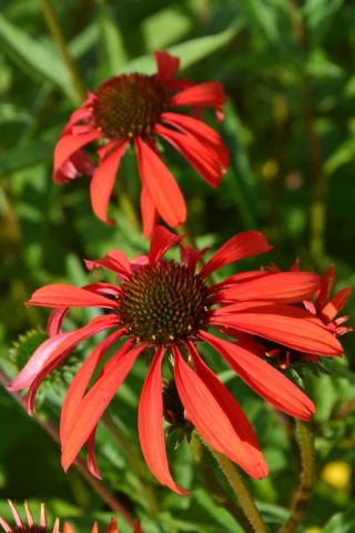 Echinacea purpurea 'Tomato Soup' (PBR)