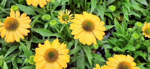 Echinacea purpurea 'Tweety'