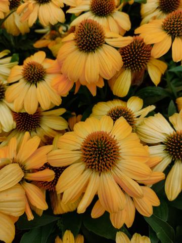 Echinacea purpurea 'Tweety'