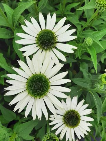 Echinacea purpurea 'Virgin' (PBR)