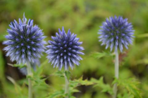 Echinops ritro