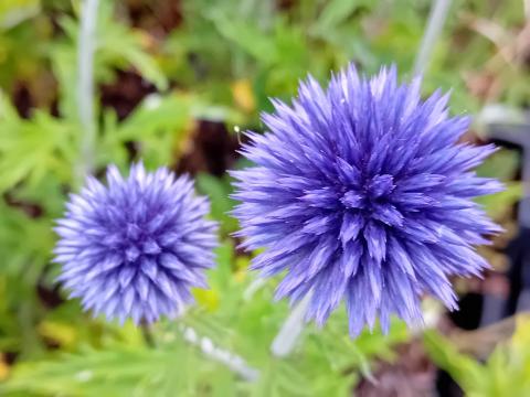 Echinops ritro 'Veitch's Blue'