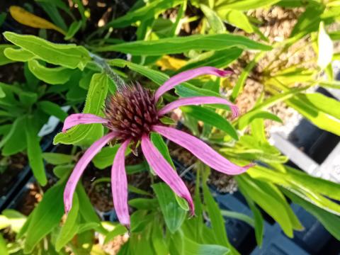 Echinacea simulata