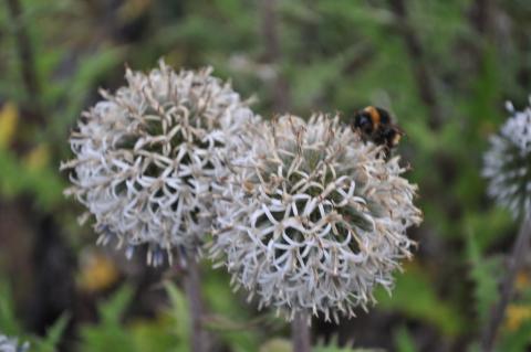 Echinops sphaerocephalus 'Arctic Glow'