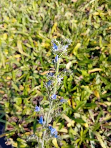 Echium vulgare