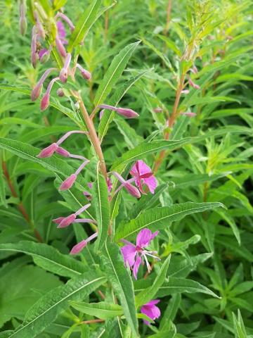 Epilobium angustifolium