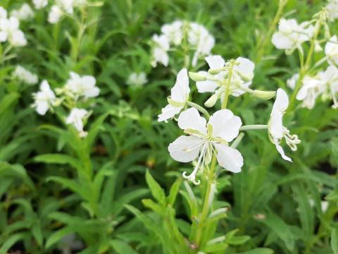 Epilobium angustifolium 'Album'