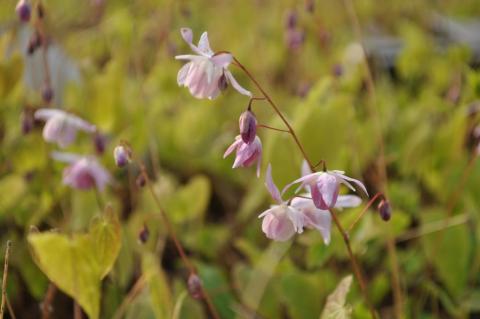 Epimedium grandiflorum 'Lilafee'