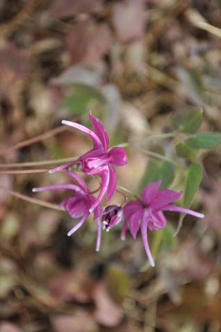 Epimedium grandiflorum 'Red Beauty'