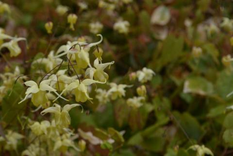 Epimedium hybride 'Flowers of Sulphur'