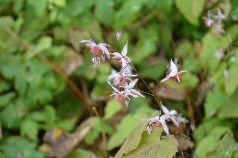 Epimedium hybride 'Pink Elf' (PBR)