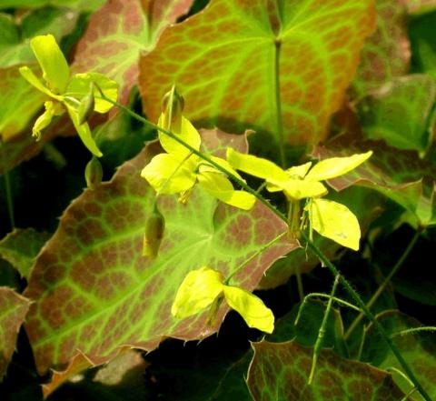 Epimedium perralchicum 'Frohnleiten'