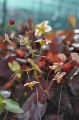 Epimedium pinnatum 'Black Sea'