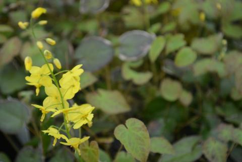 Epimedium pinnatum ssp. colchicum