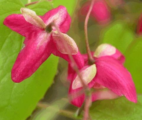 Epimedium rubrum