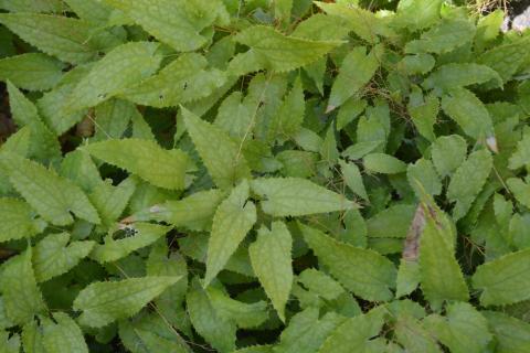 Epimedium stellulatum 'Long Leaf Form'