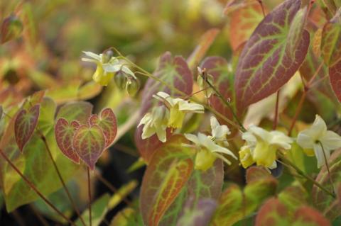 Epimedium versicolor 'Sulphureum'