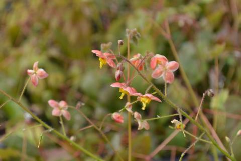 Epimedium warleyense