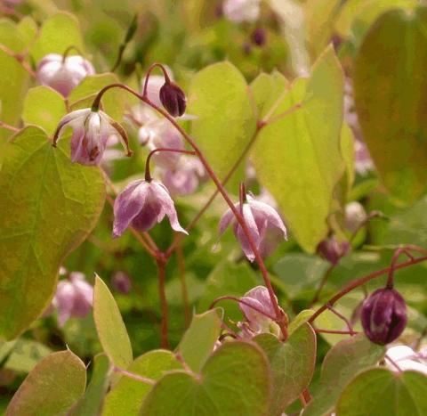 Epimedium youngianum 'Roseum'