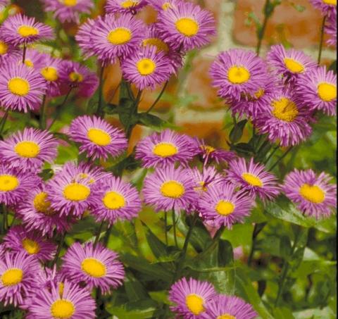 Erigeron hybride 'Foersters Liebling'