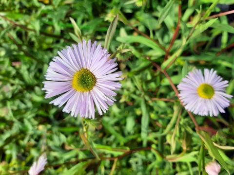 Erigeron hybride 'Quakeress'