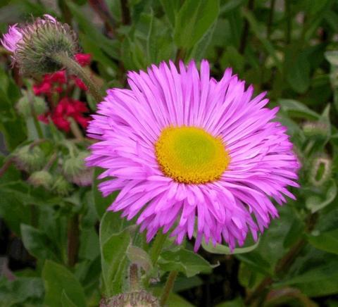 Erigeron hybride 'Rosa Jewel'