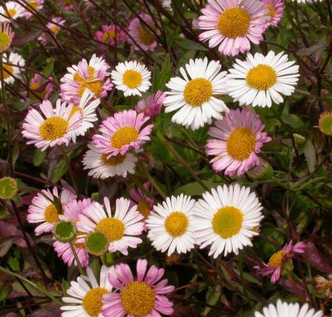 Erigeron karvinskianus