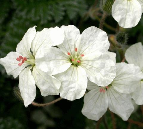 Erodium chrysanthum