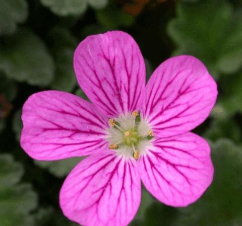 Erodium variabile 'Bishop's Form'