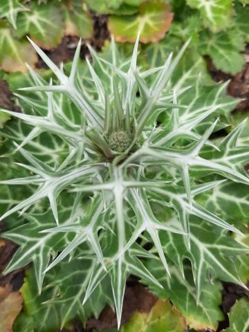 Eryngium variifolium