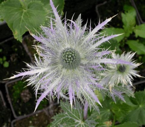 Eryngium alpinum