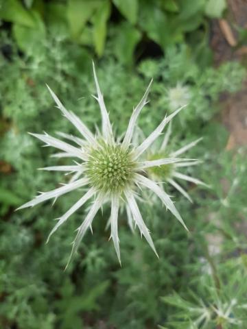 Eryngium bourgatii