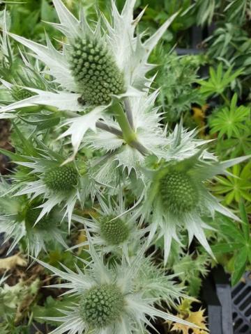 Eryngium giganteum