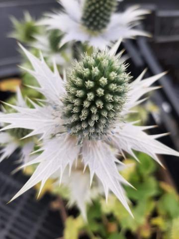 Eryngium giganteum