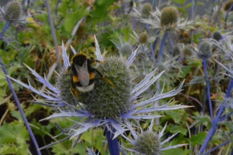 Eryngium hybride 'Violetta'