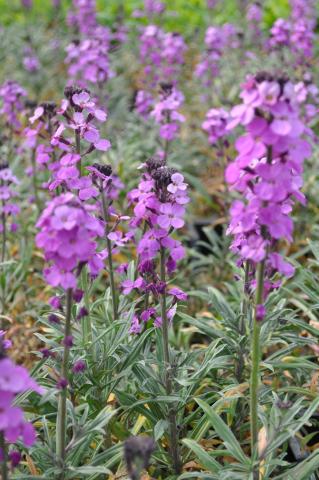 Erysimum linifolia 'Bowles Me Away'